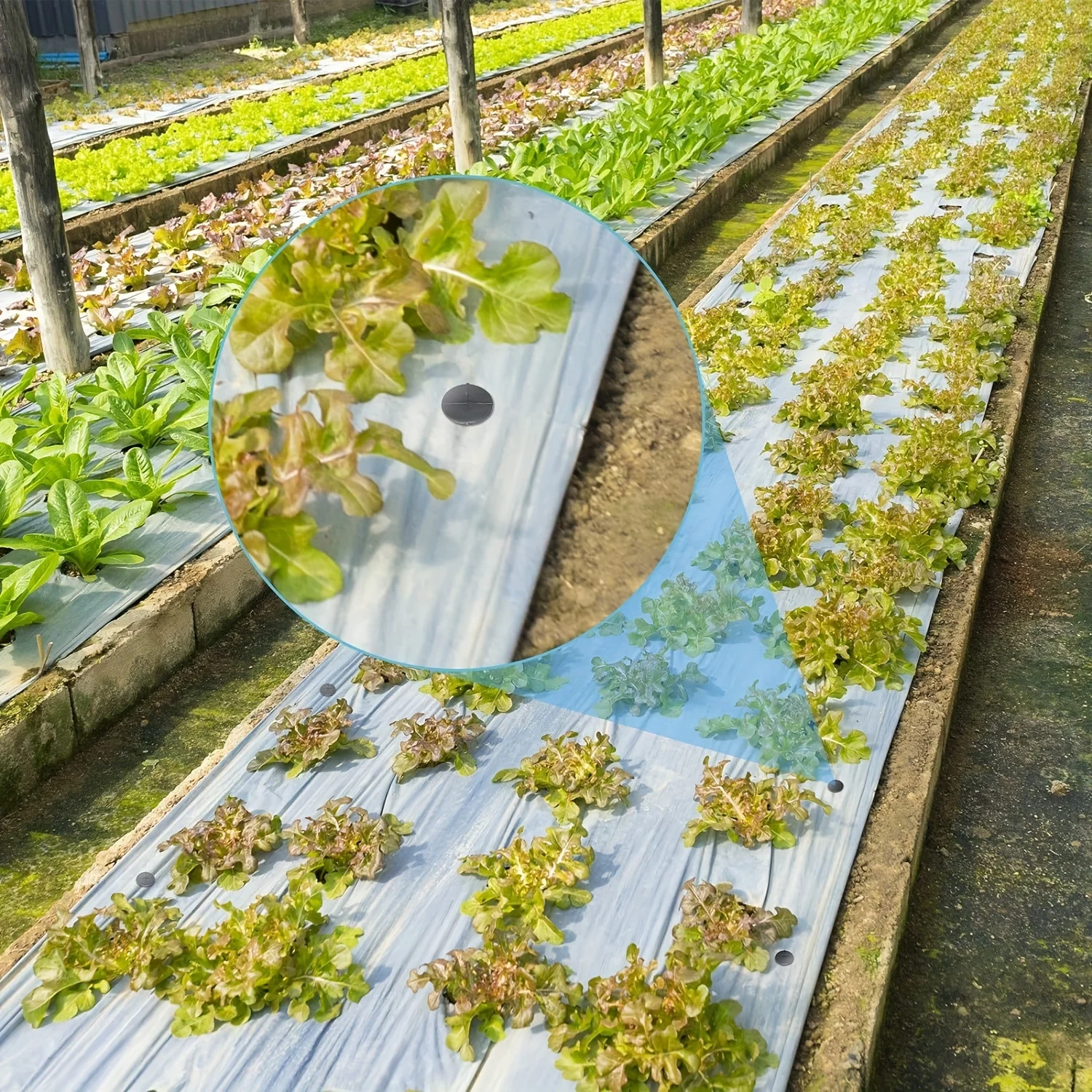 10 قطع/مجموعة أوتاد تثبيت أفلا - مراجعة Greenhouse Plastic Film وسعره
