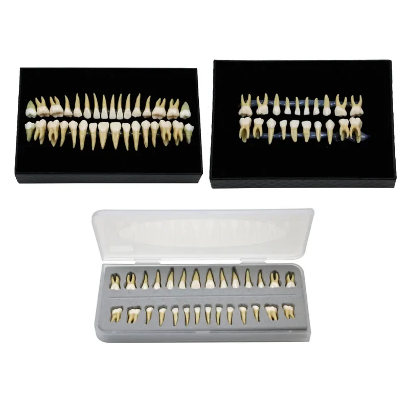 GREATLH Practice Permanent Teeth Dental Model Pediatric Adult Dentistry Teaching Studying Practice Model Dental Tools