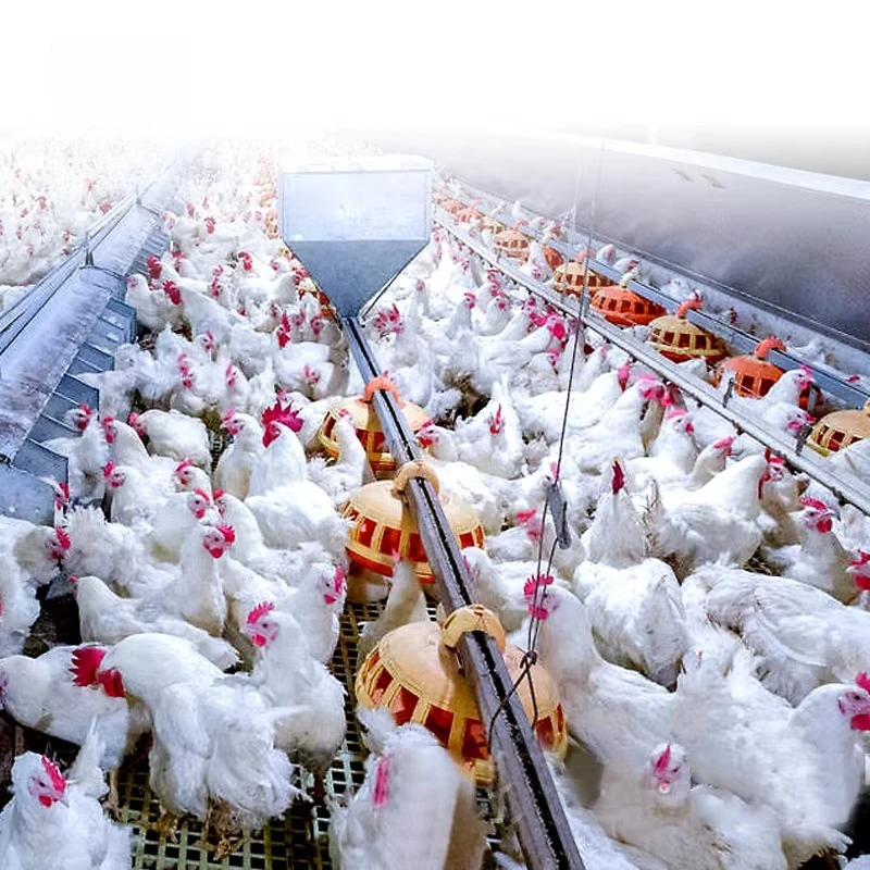 

Wholesale New Animal Broiler System Poultry Husbandry Equipment For Chicken Farming Poultry Supplies Farm Tools Animal Feeders