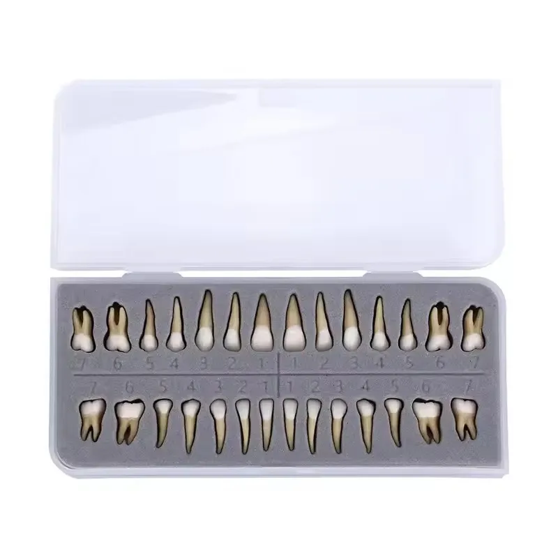 28-piece dental permanent tooth display teaching model, suitable for medical students' learning and dentists' implant teaching demonstrations.