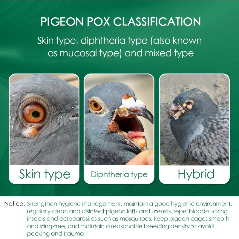 Pigeon pox oral medicine for skin type pigeon pox mucosal type pigeon pox special 100 tablets pigeon racing pigeon special