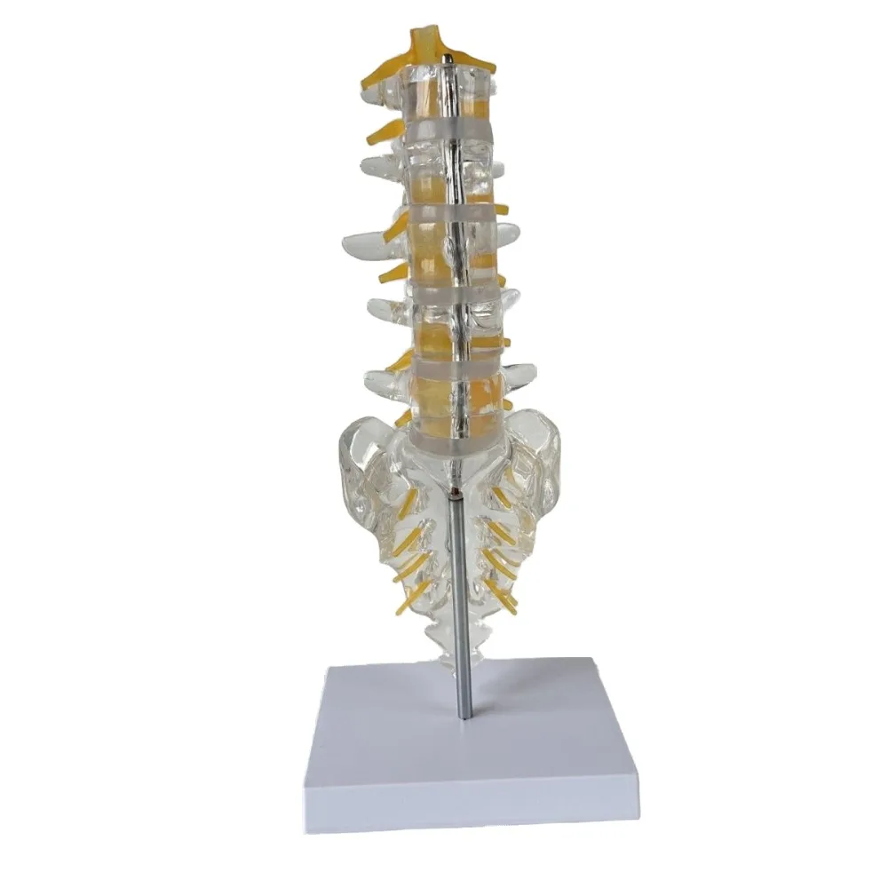 Transparent Lumbar spine model with Tailbone Intervertebral disc Spinal nerve Sacrum Tail vertebra Orthopedic 3D teaching