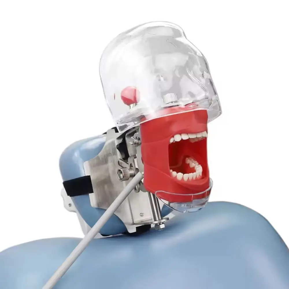 Dental Simulator Mannequin Head for Simulations Training Practice Dental Class Head Typodont Tooth Model with 28 Removable Teeth