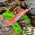 2.0 504 CORAL