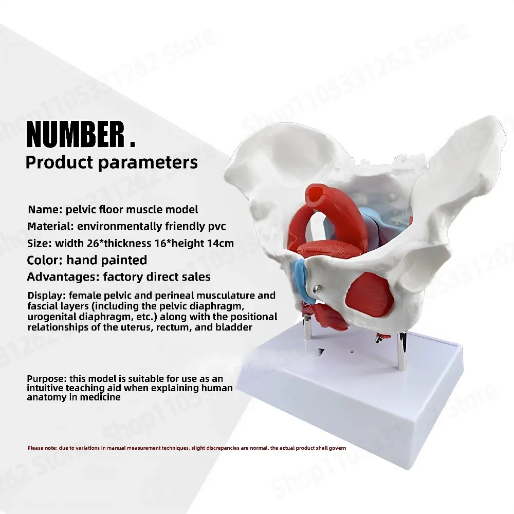 Movable Pelvic Muscle Model and Pelvic Floor Muscle Model Midwifery Teaching Model