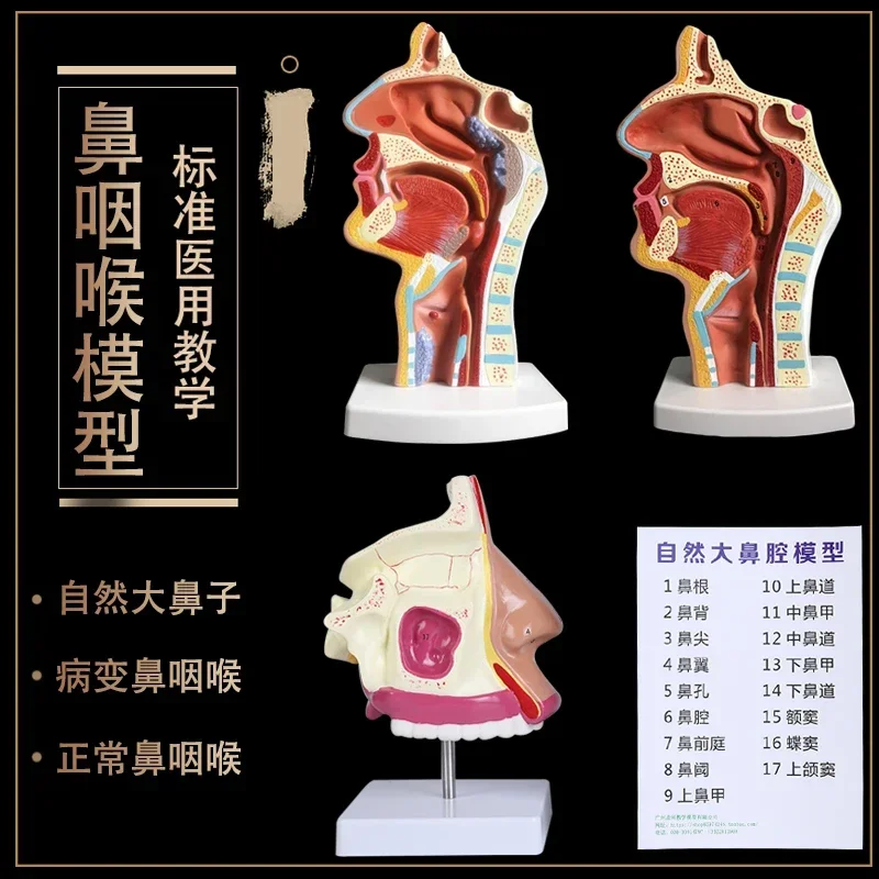 Human nasal cavity anatomical model Nose, mouth and throat structure Teaching model