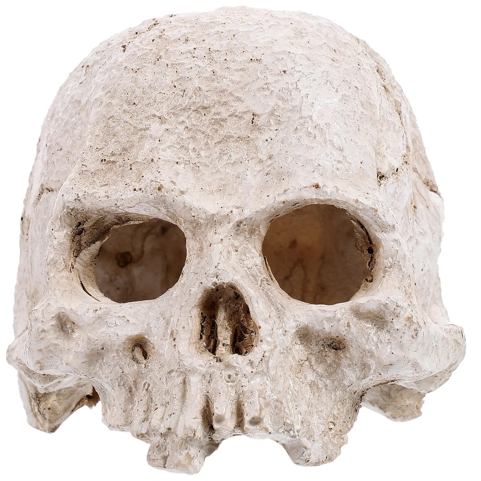 

Resin Human Skull High Simulation Realistic Head Decoration Halloween Prop Anatomy Teaching Tool Home Office Ornament