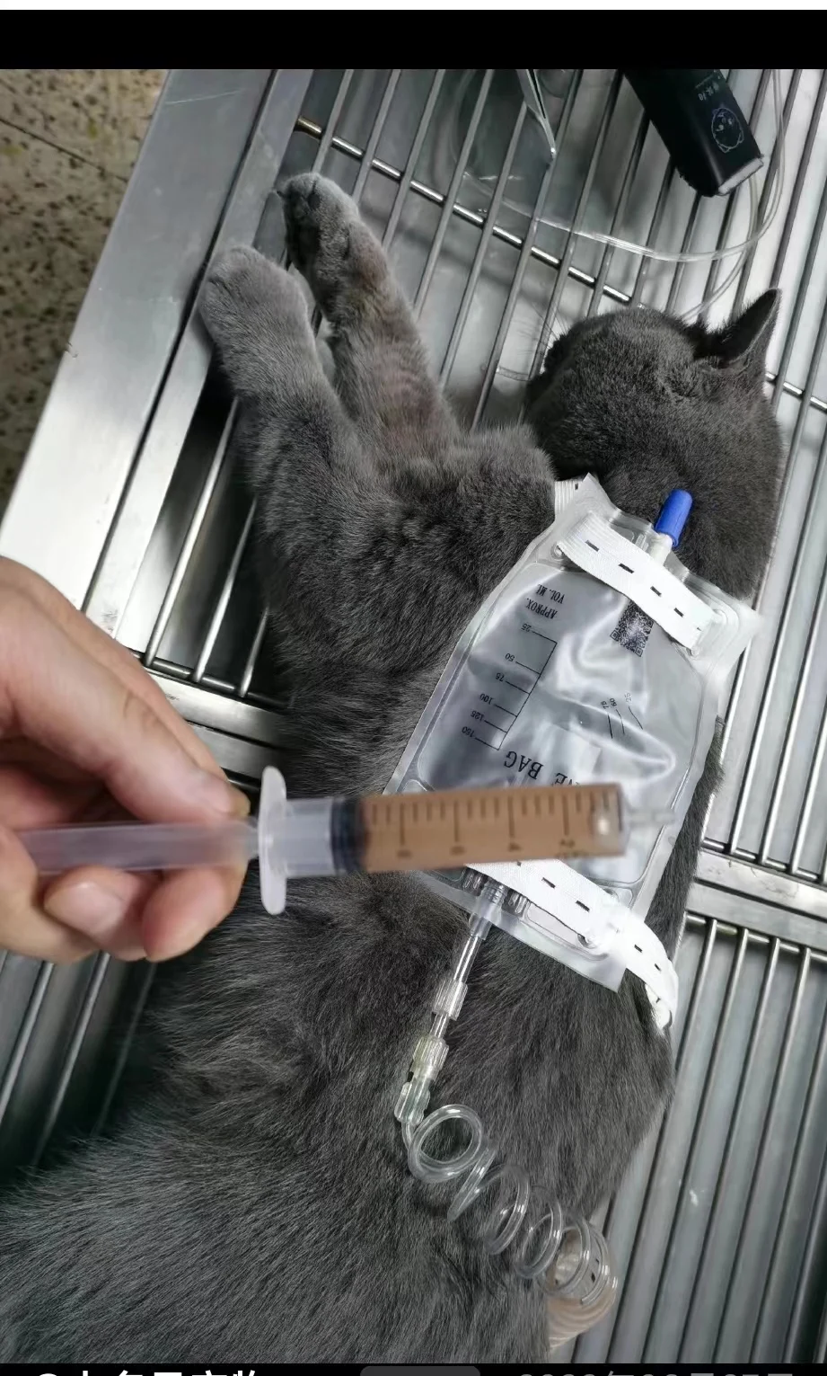 Urin-Sammelbeutel für Haustiere (Katzen, Hunde) 150ml 300ml mit Luer-Katheter, Einweg-Drainage, Verlängerungsschlauch und Aufhängeriemen – Detail 10