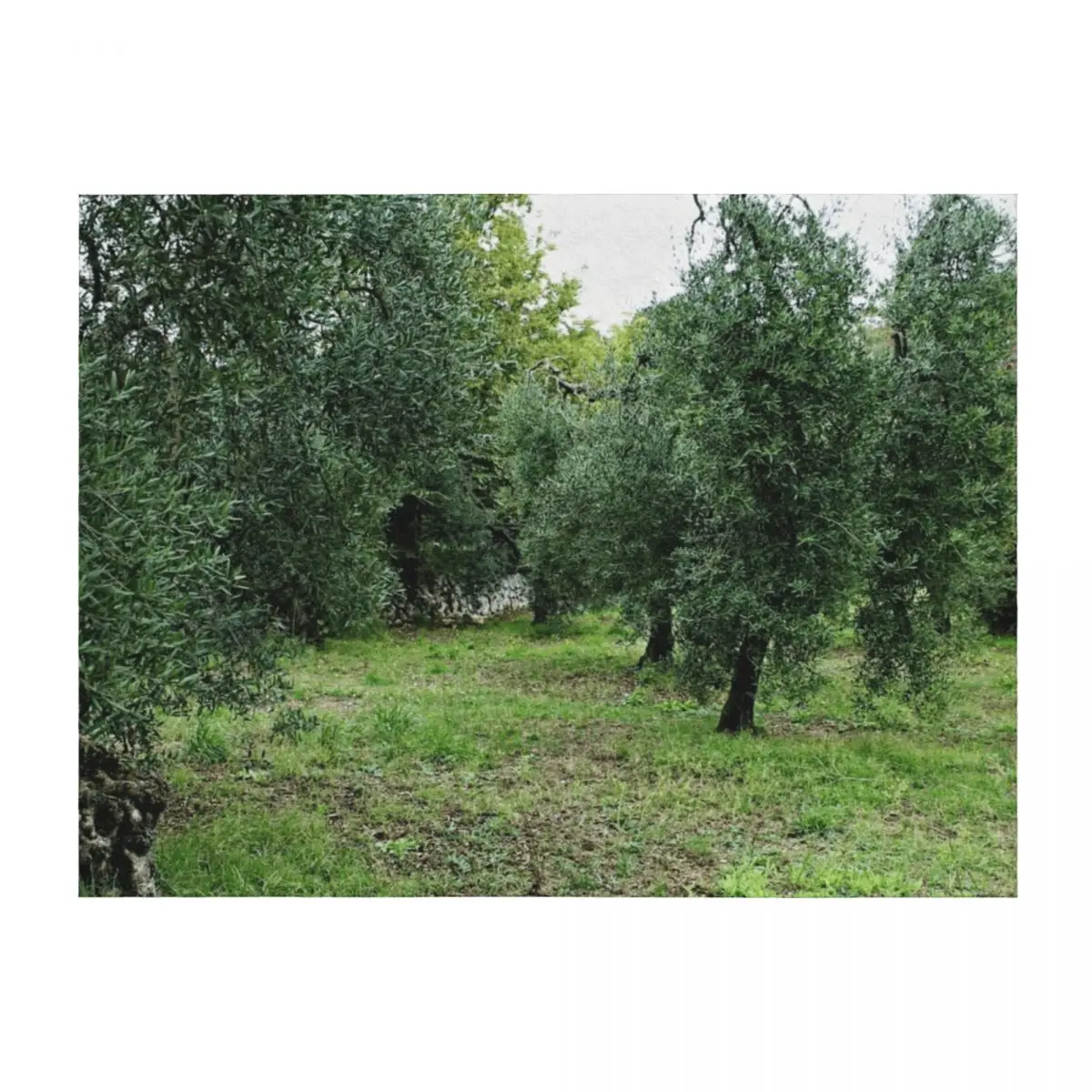 

Mediterranean Olive Trees Grove Throw Blanket anime Cute Sofa Blankets