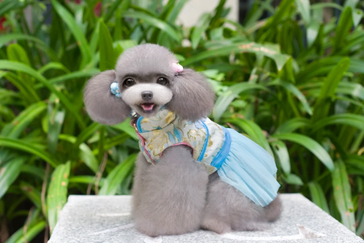 Chinese Traditions Dog Dress For Winter Dogs Clothes Cheongsam Pet Cat Dress Tulle Dog Dresses For Small Medium Dogs