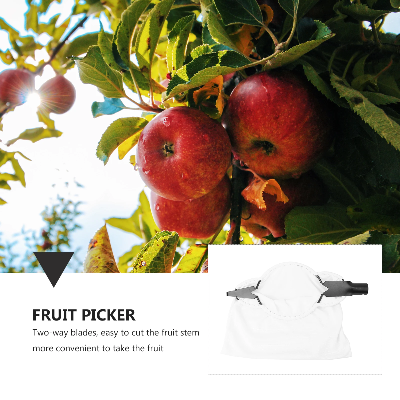 

Fruit Picker Harvester Mango Picking Durable Sturdy Long Serving Easy Use No Damage Fruits Basket Storage While