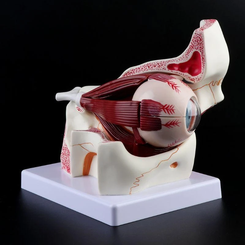 

3-кратное анатомическое исследование орбиты человеческого глазного яблока и модели скелета век f