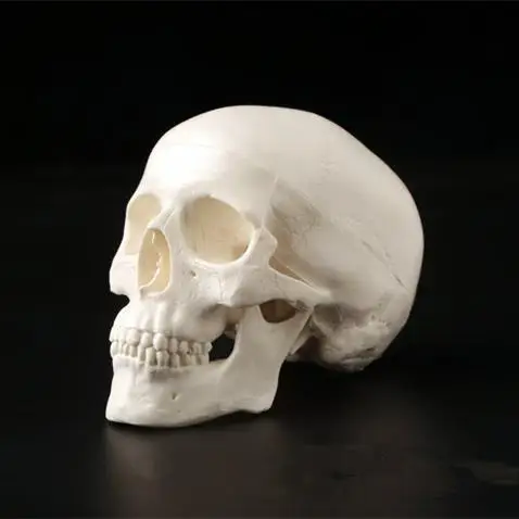 1pc Mini Skull Human Anatomical Anatomy Head Medical Model Convenient 92*99*71mm