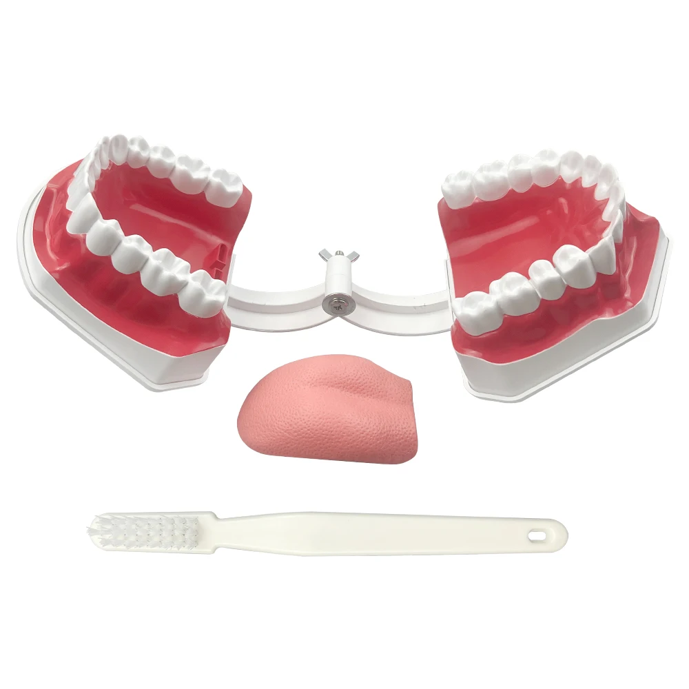 Dental Model Training Typodont Teeth Model for Teeth Brushing Flossing Oral Teaching Study Typodont Demonstration Practice Model