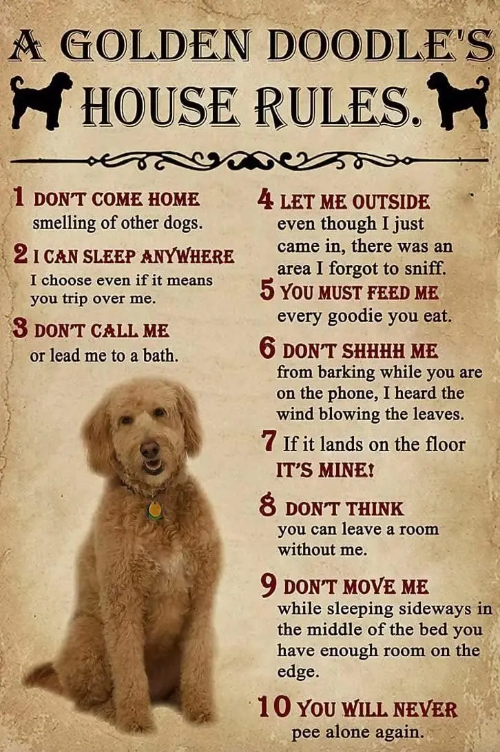 Metal Sign A Golden Doodle House Rules Sign Vintage Signs Retro Aluminum Tin Sign for Kitchen Home Office Bar Cafe Decor 8x sign