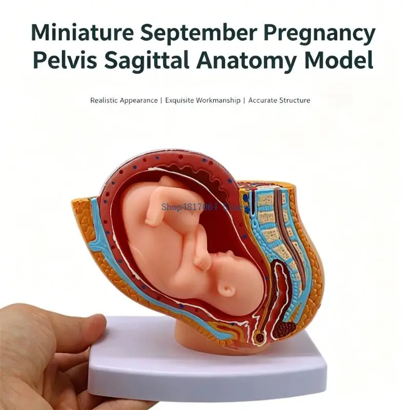 T3LB Female Pelvic Cavity Anatomy Model Anatomical Pregnancy Fetal Development Model For Obstetrics Clinical Demonstration