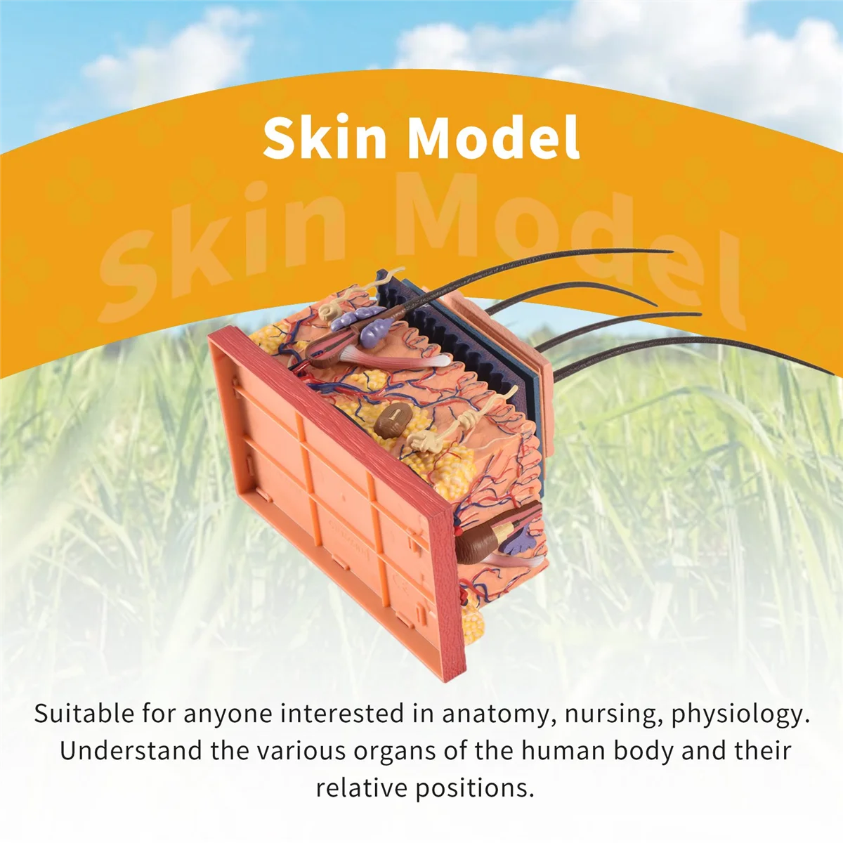 

A95U 4D Human Skin Model Hair Organs Assembling Puzzle Model Teaching Model Manikin Science Anatomical Model
