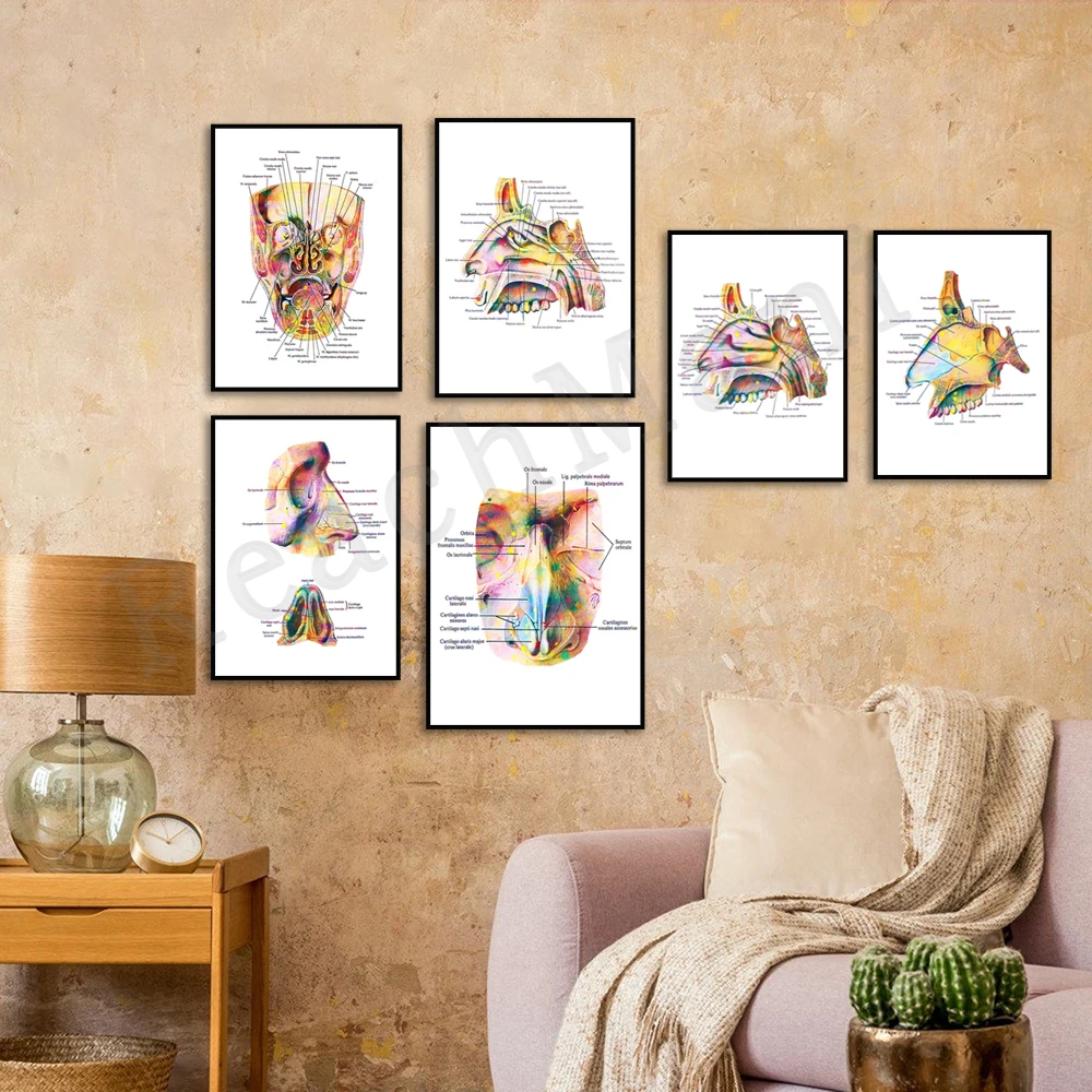 Nose anatomy art poster, medical diagram nose anatomy, medical education infographics, ENT, rhinologist office decoration gift