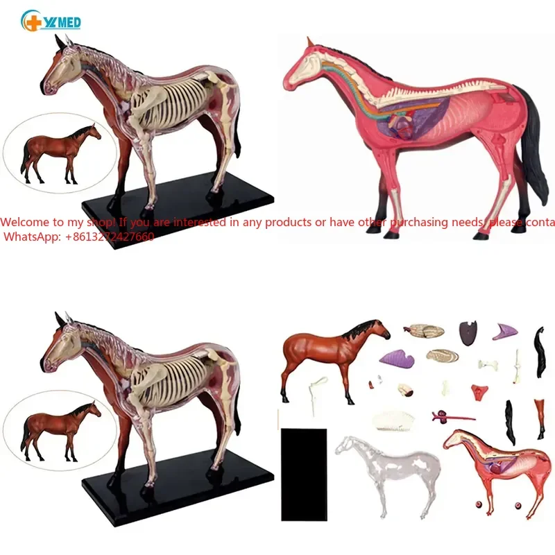 Assembled Toy Simulation Animal Biological Horse Organ Anatomy Medical Teaching Supplies Experimental Equipment CE/ISO