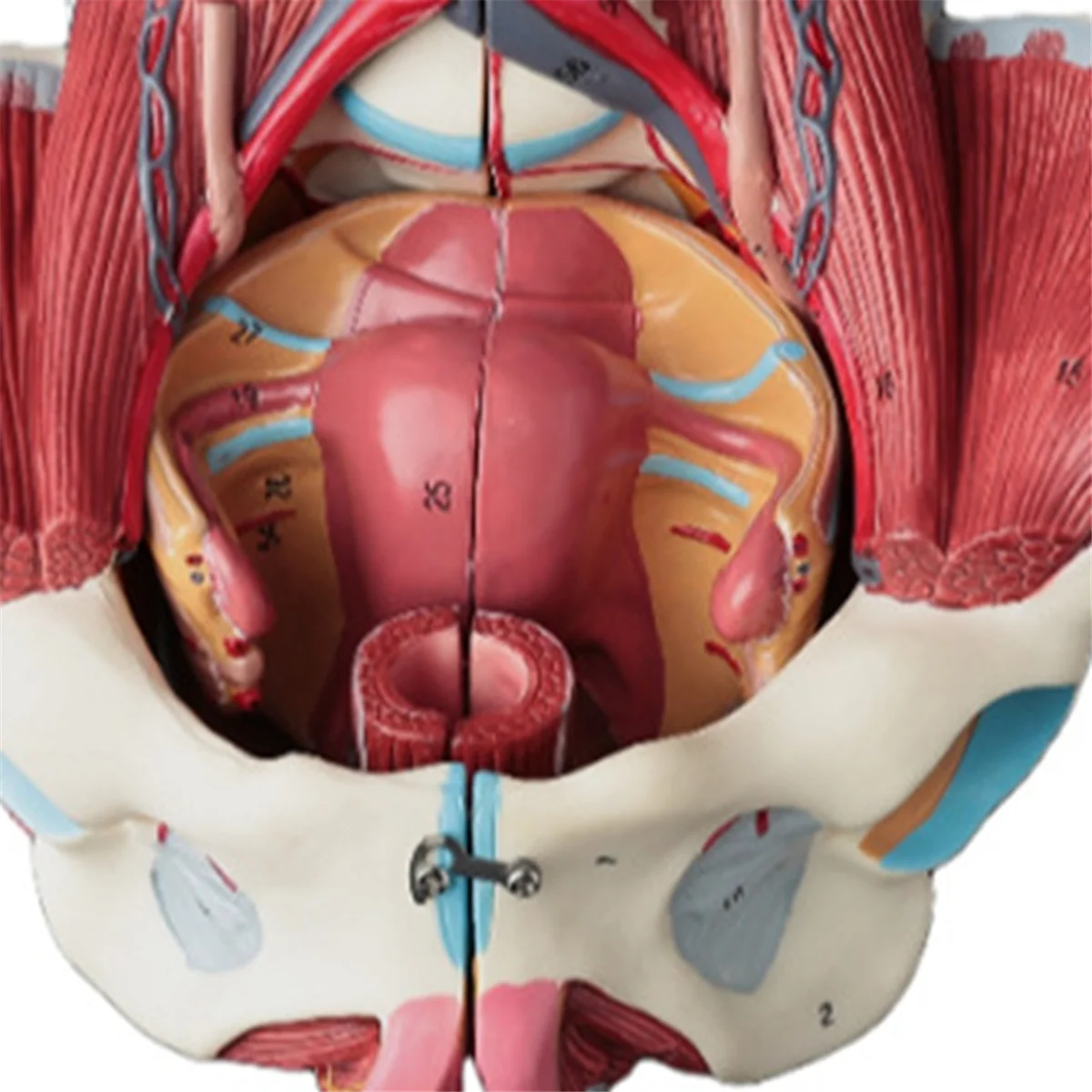 Disassembled Female Pelvis Anatomy Model PVC Female Pelvis with Floor Muscle,Nerves Model Lab Supplies,Uterine Pelvic