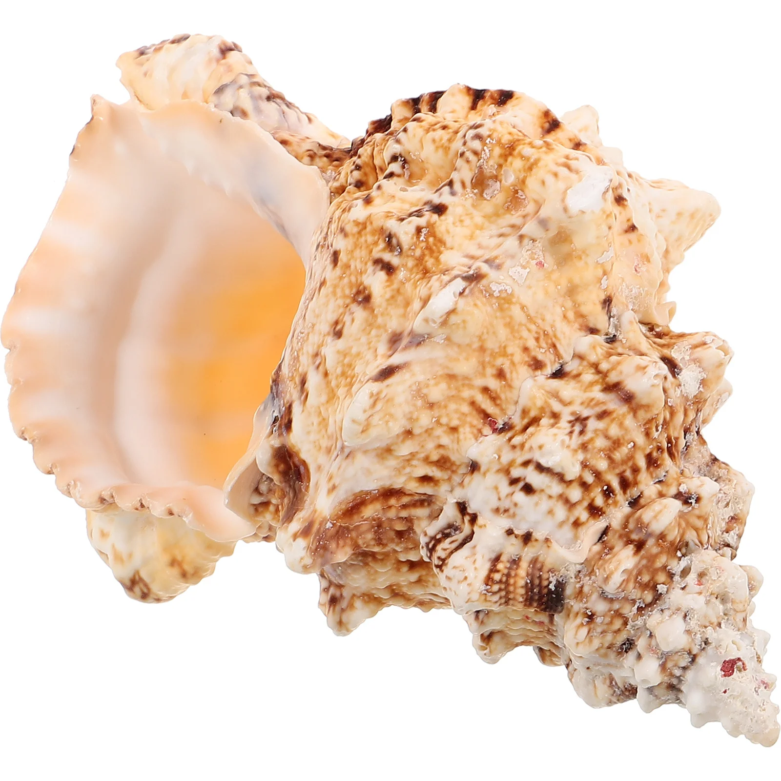 

Large Natural Sea Shell Ocean Conch Huge Aquarium Decor Conch Craft Decorative Landscaping Large Sea Shells Shells for Crafts