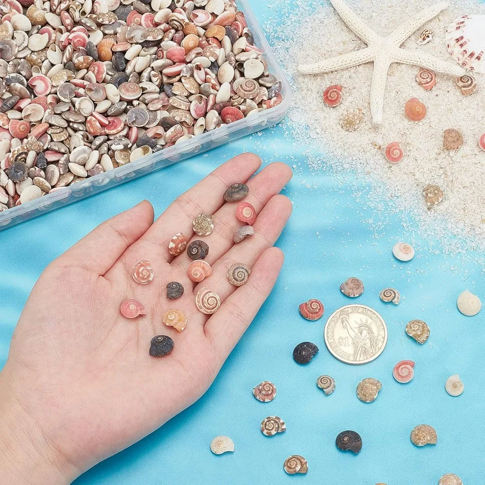 Tiny Sea Shells No Hole 190g Colorful Spiral Ocean Beach Seashells Small Turbo Shells Shell Charmd for Resin Party making kit