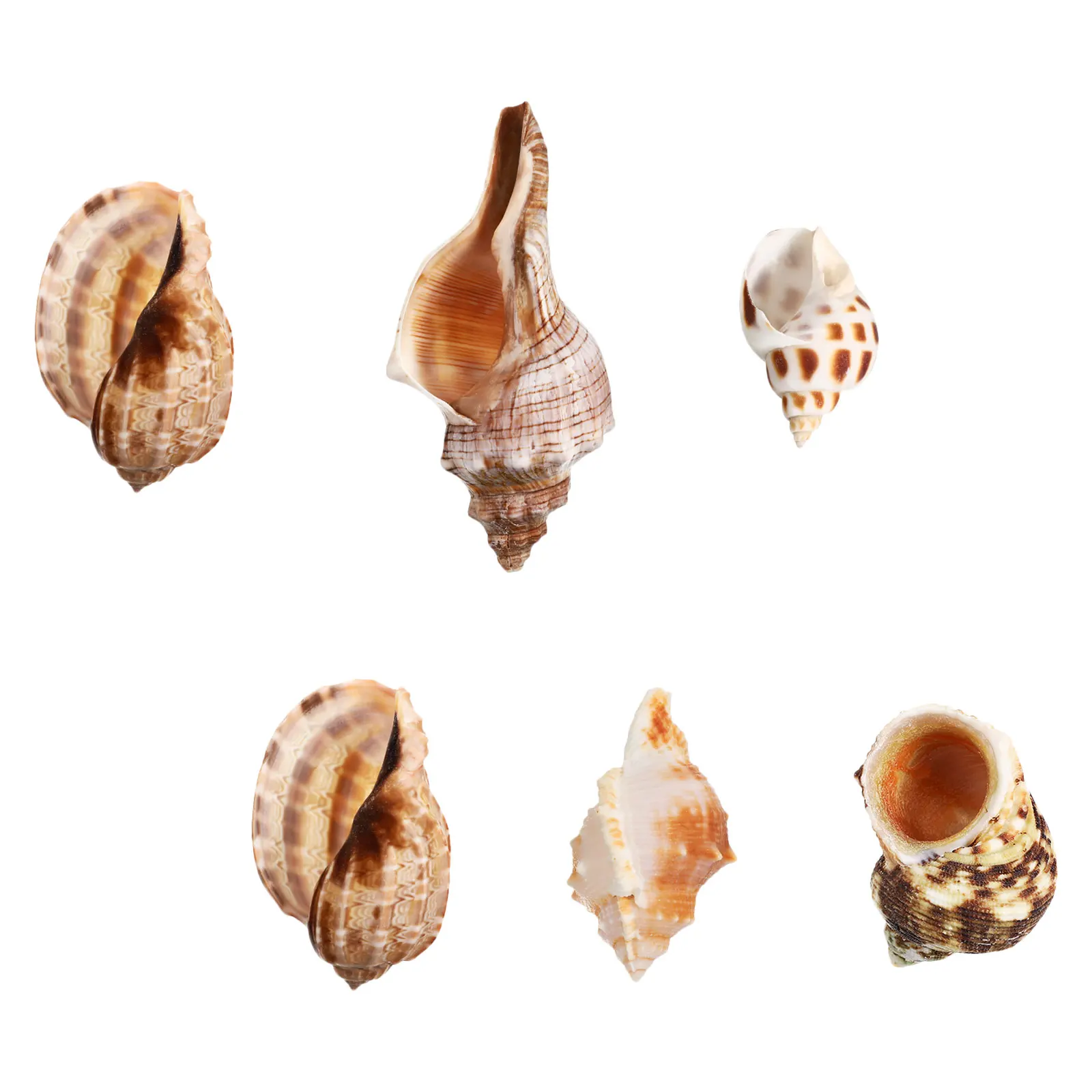 

6Pcs Natural Conch Shells for Aquarium Saltwater Freshwater Crab Habitat Decor Ocean Theme Party Beach Wedding Mediterranean Sea
