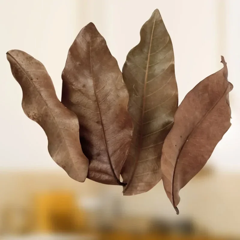 50pcs Natural Leaf Aquarium Filter Terminalia Catappa Foetida Leaves Island Almond Leaf Fish Cleaning Treatment