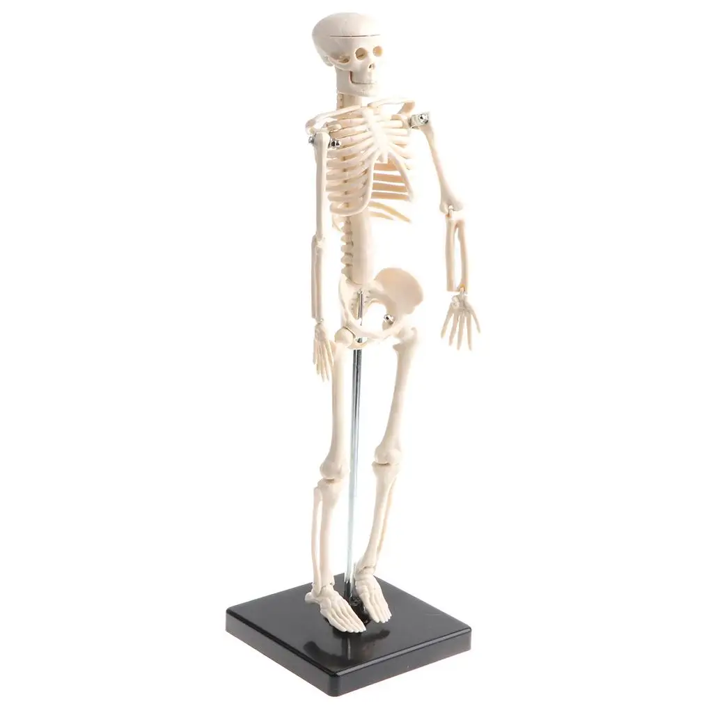 Human Kids Skeleton Model with Stand inches with Removable and Legs, Easy to Assemble, Study Kits, Classroom Decor