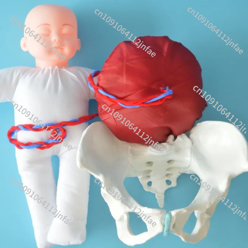 

1:1 Life Sized Human Delivery Demonstration Pelvis Teaching Anatomy Model Fetus Umbilical Cord Placenta Model