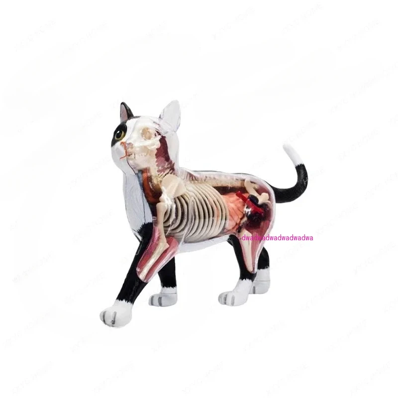 Animal Organ Anatomy Model 4D Cat Intelligence Assembling Toy Teaching Anatomy Model DIY Popular Science Appliances