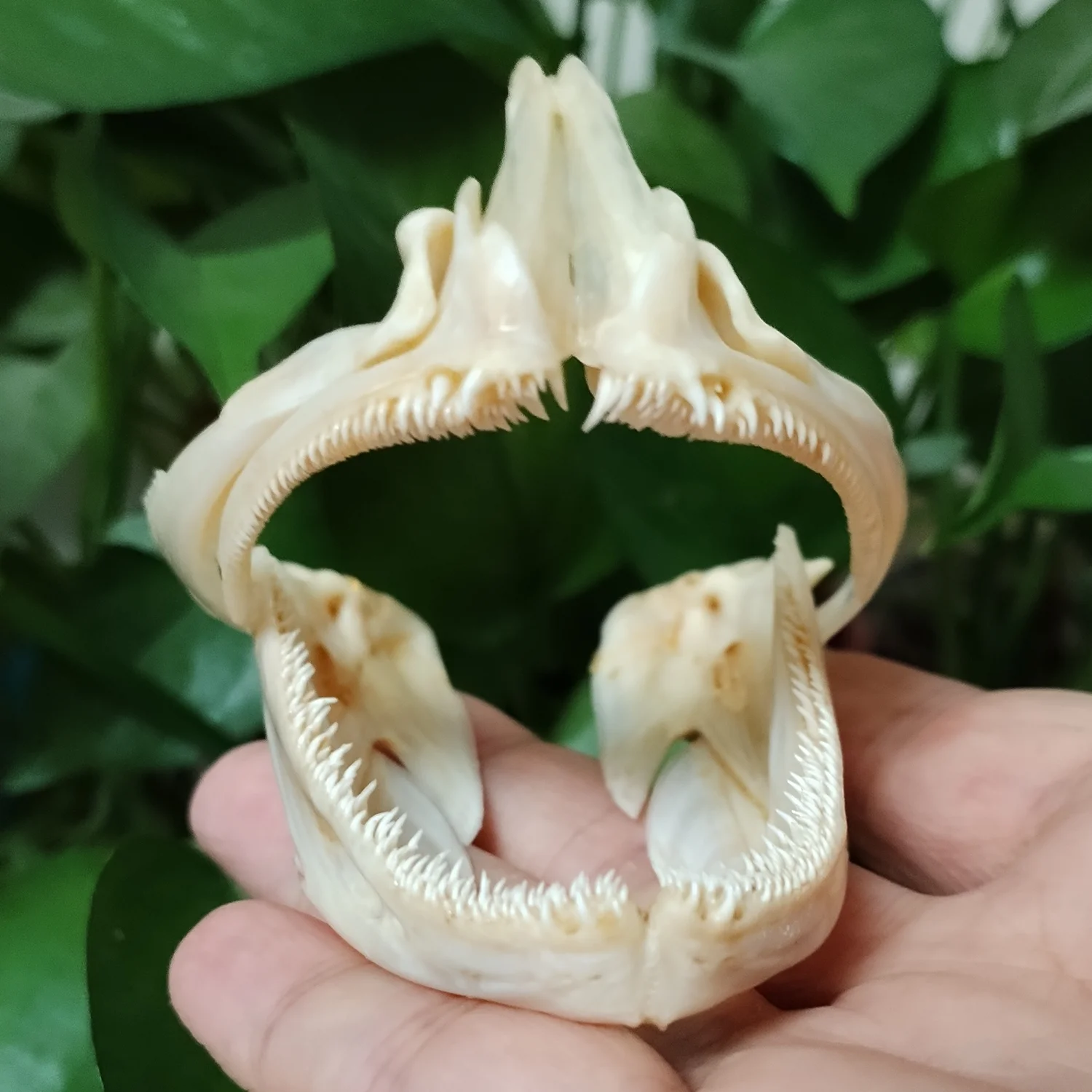 Authentic Groupers Fish Skull Real Epinephelus Specimen Skeleton Animal Bone Taxidermy Science Education Home Ornament Gifts