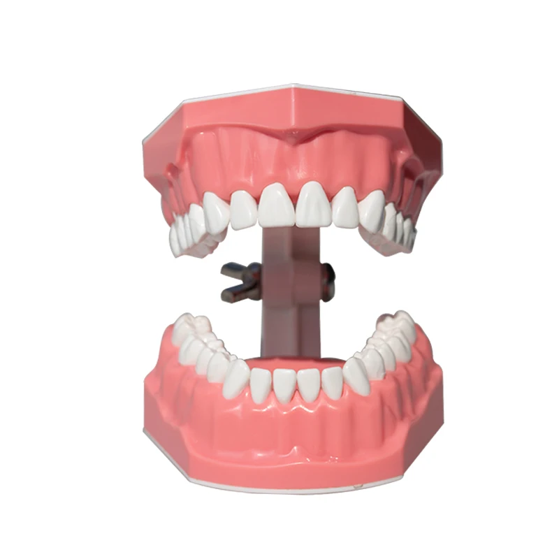 28 Dental Models, Teaching Practice Models, and Doctor-Patient Communication Demonstration Models