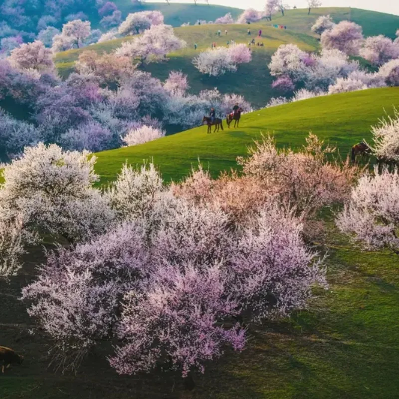 

2 пары пропеллеров Axisflying BlackBird V2 BB39, 5-дюймовые 3-лопастные пропеллеры для MANTA V2, 5-дюймовые карбоновые рамы True X Frame Kits