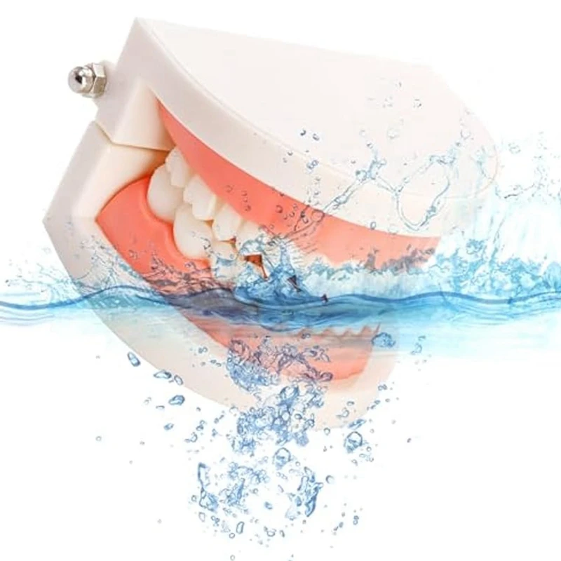 Teeth Model Set For Study,Standard Plastic Mouth Model For Teaching,Dentist, Student