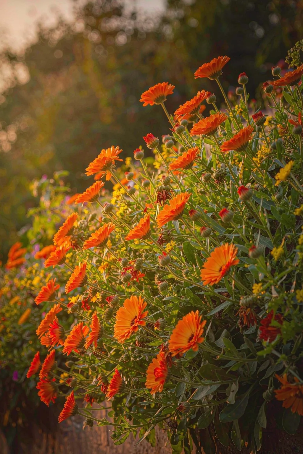 Semillas de Caléndula (Calendula officinalis) - 100 Semillas de Flores Anuales Naranja y Amarilla para Maceta, Jardinera y Jardín