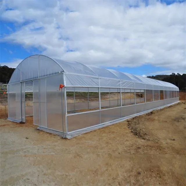 Economic Tunnel Plastic Greenhouse For Vegetable