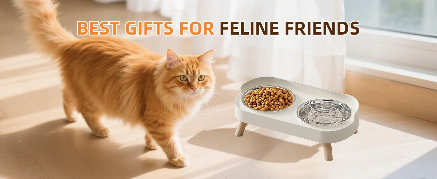 cat food bowl