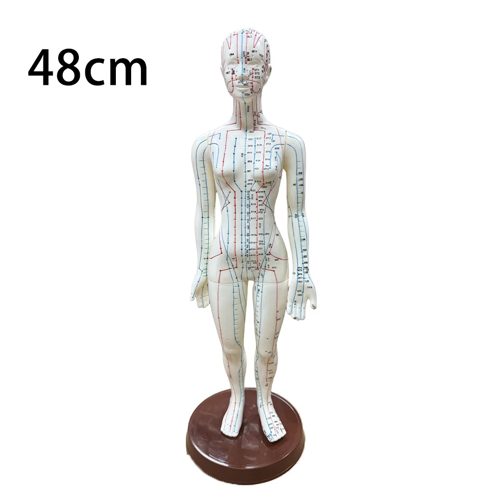 Professional Meridian Acupoint Model for TCM Teaching