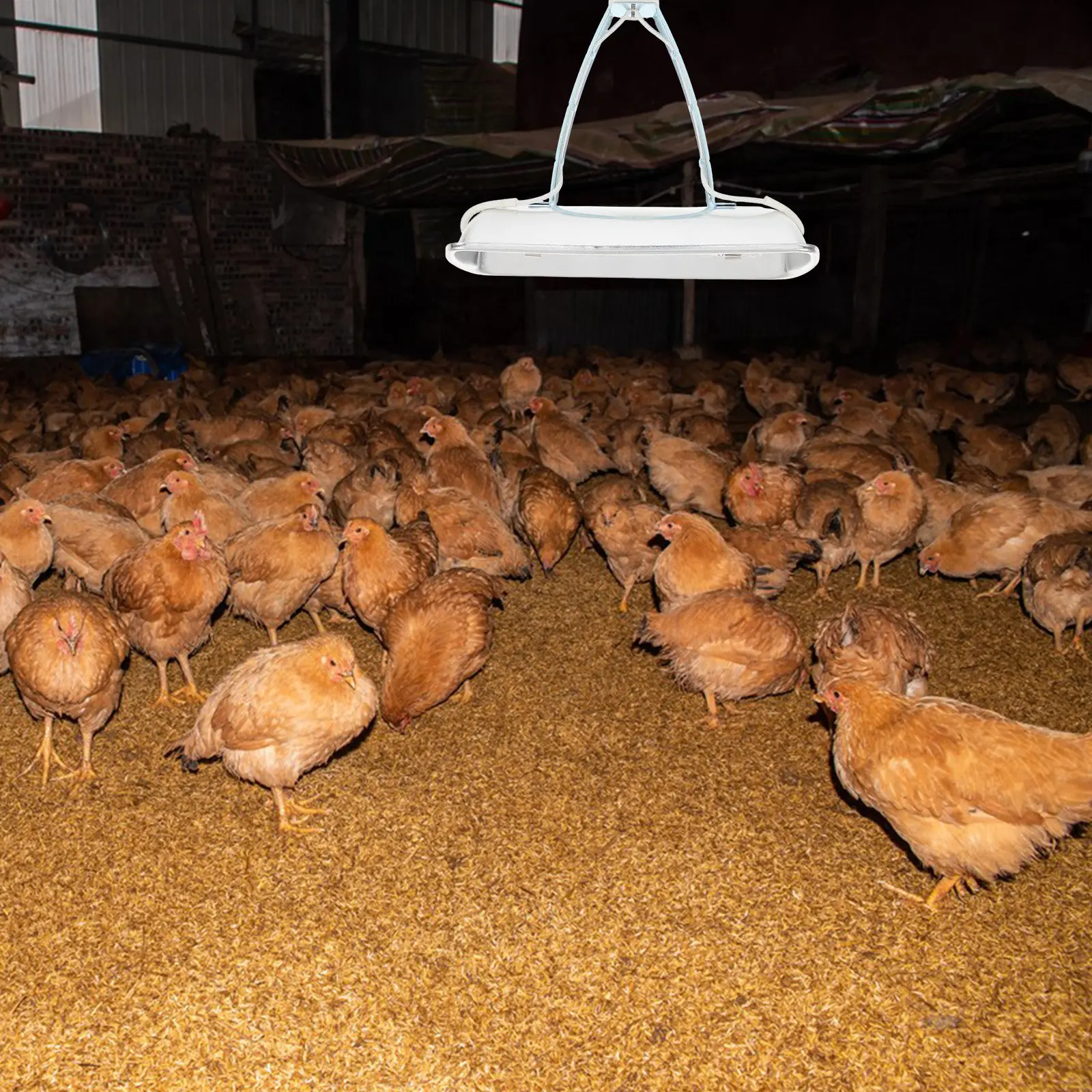 Lampe chauffante E27 pour élev - Farming & Agriculture Word Stacks avis et prix