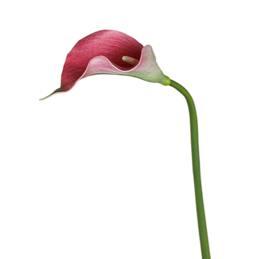 Flor de Cala Artificial EVA de 50cm, simulación de tacto Real, flor de Taro de mar hecha a mano, ramo de flores de imitación, decoración para fiesta de bodas, 3 uds.