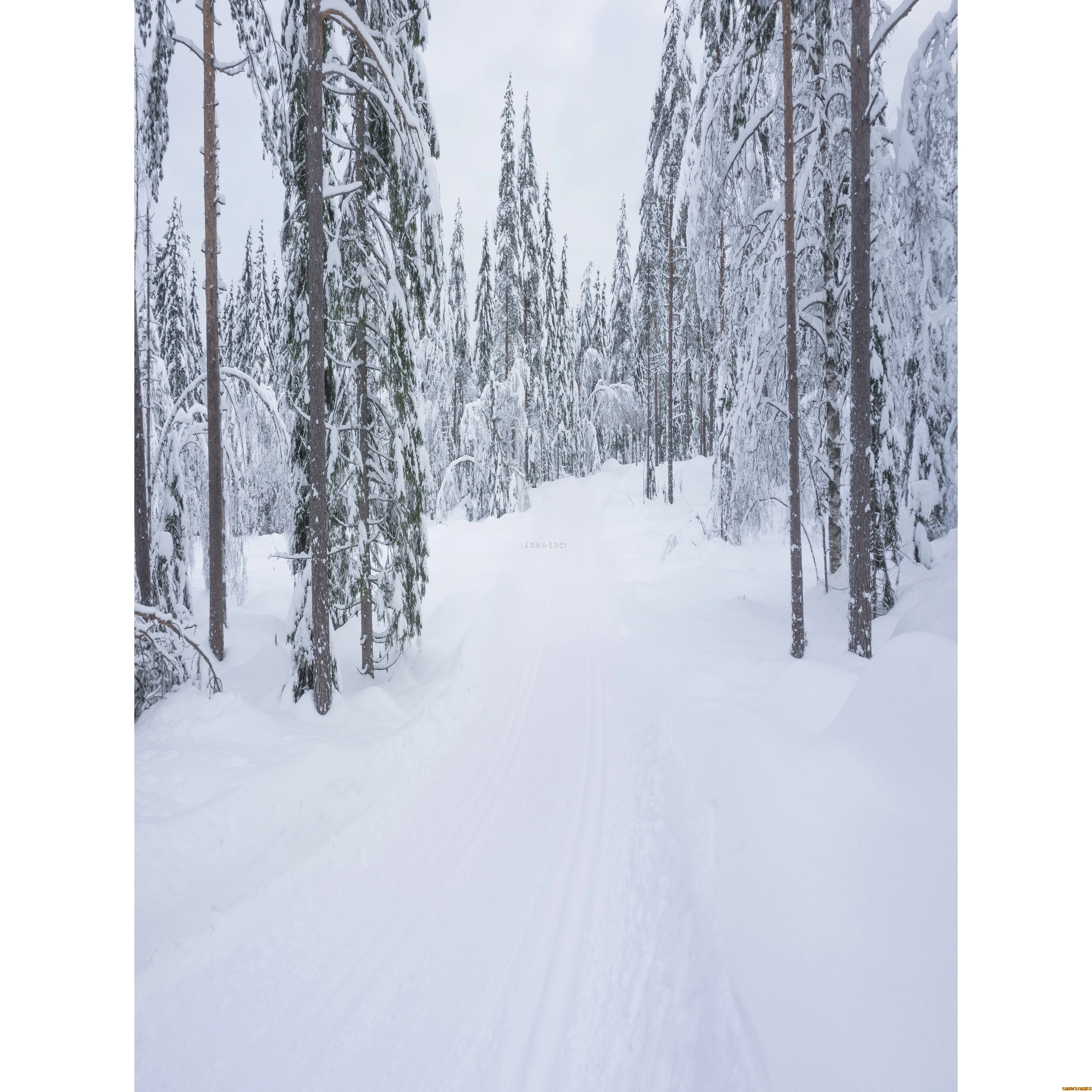 قطرات خلفية للتصوير الفوتوغرافي للغابات الشتوية ، طريق مغطى بالثلوج ، ندفات الثلج ، أشجار التنوب ، خلفية الصورة ،