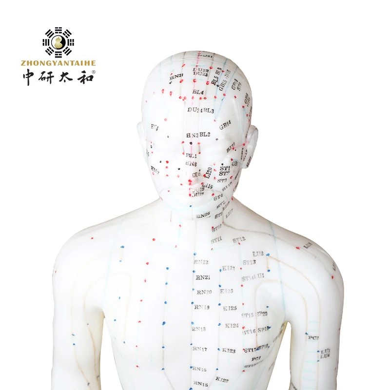 ZHONGYAN TAIHE Human Body Acupuncture Model Male Body Healthy Care Massage Model Meridians Acupuncture Point Model20 In