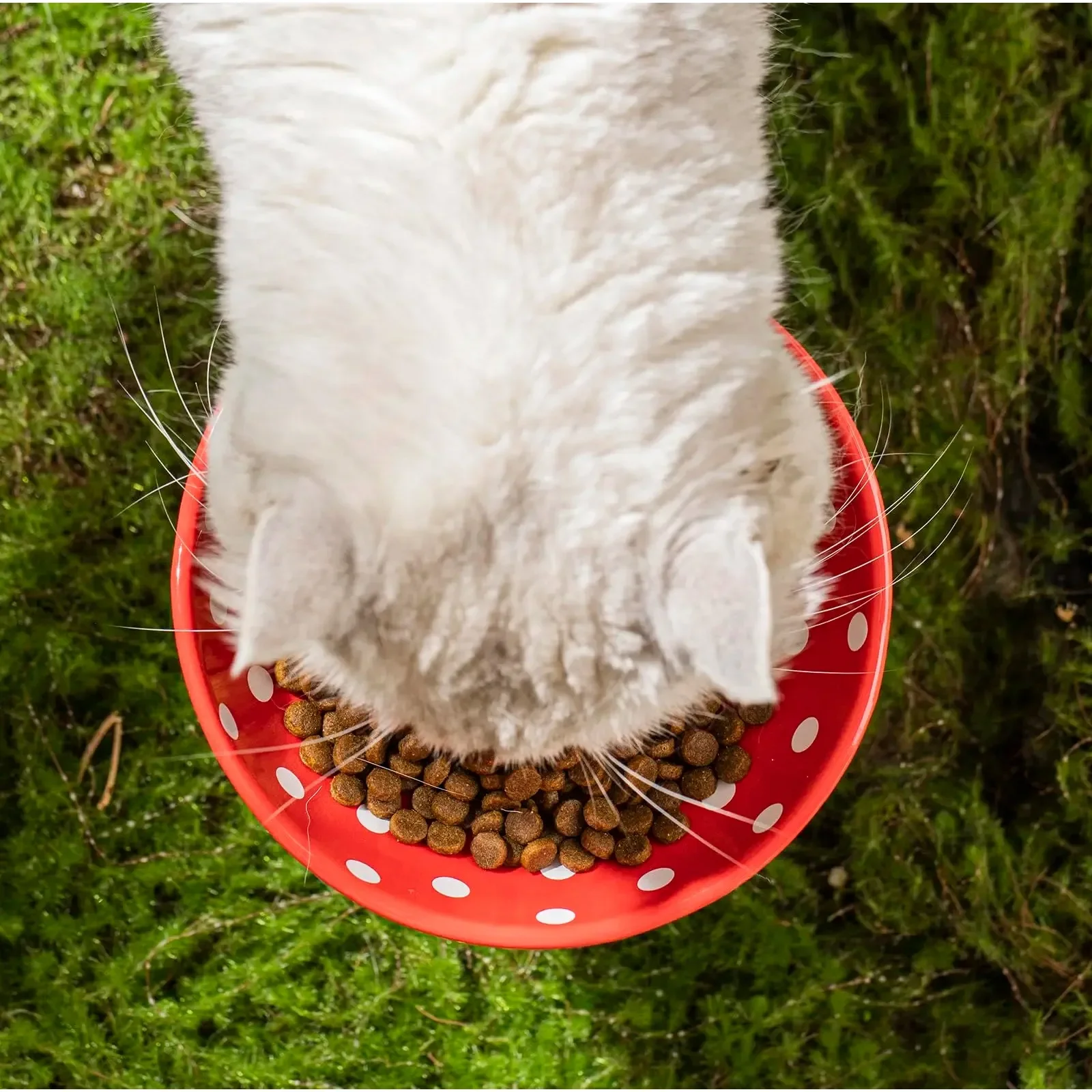 Mushroom Shaped Cat Bowl Cute Polka Dot Safe Ceramic Elevated Cat Bowl for Cats and Dogs Drinking Water Bowl Cat Feeder