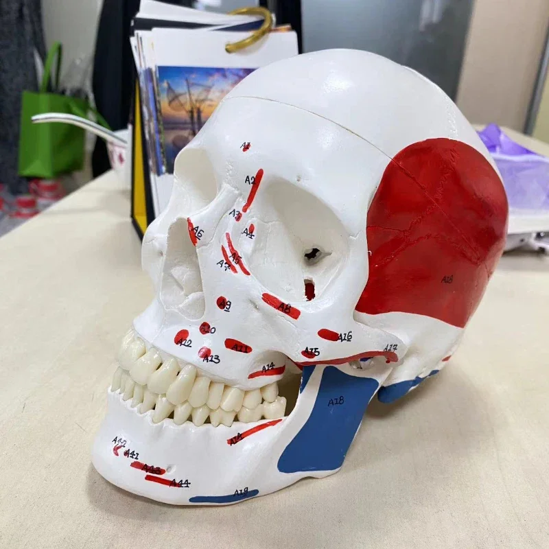 Human muscle start and stop head bone model 1 to 1 size skull simulation skull beauty teaching model