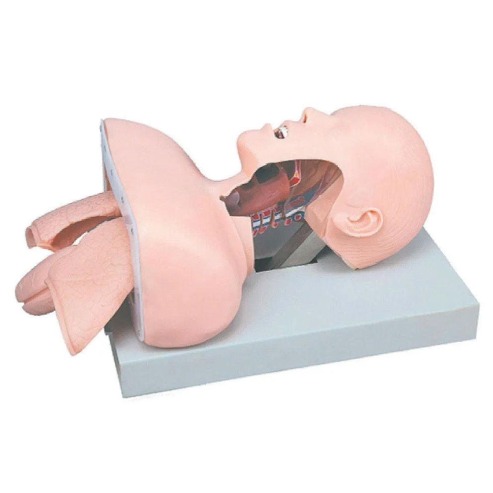 Human tracheal intubation training model tracheal intubation model