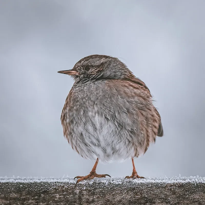 

Биполярная двухдиапазонная антенна Flywoo V2 (2,4 ГГц/5,8 ГГц) — для дронов DJI O3/O4 PRO FPV