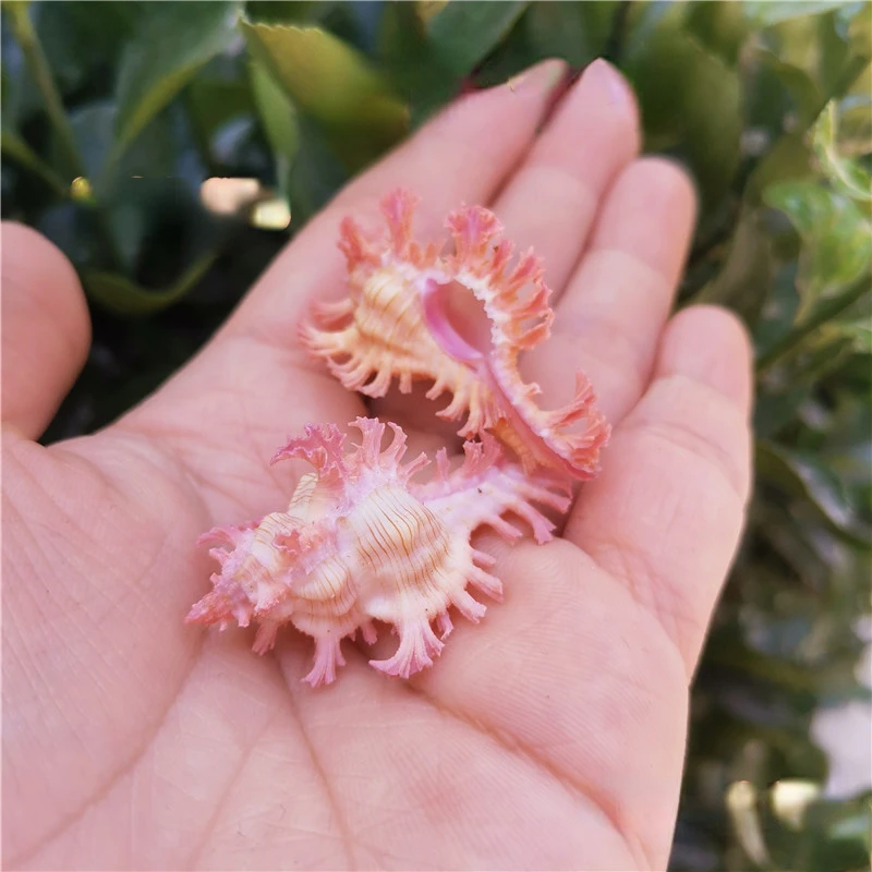 Chicoreus Nobililis Natural Rare Conch Shell Specimens Snail Collection Fish Tank Decorative Specimen Collection Sea Shells