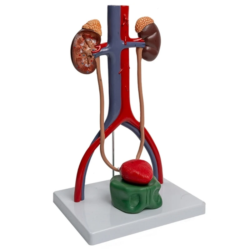 L74B Urinary and Reproductive System Anatomy Model Shows Kidney, Bladder, Ureter, Human Anatomical Urogenital System Model