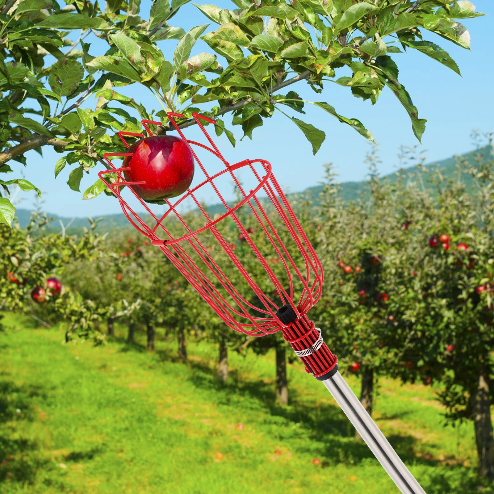 

Fruit Picker with Basket Extendable Pole Gentle Hold Labor Saving Sturdy Assembly Apple Orange Peach Mango Picker